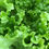 Thumbnail: Lettuce - Green Star