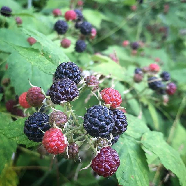 Thumbnail: Wild Black Raspberries