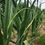 Thumbnail: Bulk Garlic Scapes - 3 lb.