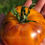 Miniaturbild: Afternoon Delight (Samen) - Tomatenheldin Fleischtomate historische Sorte