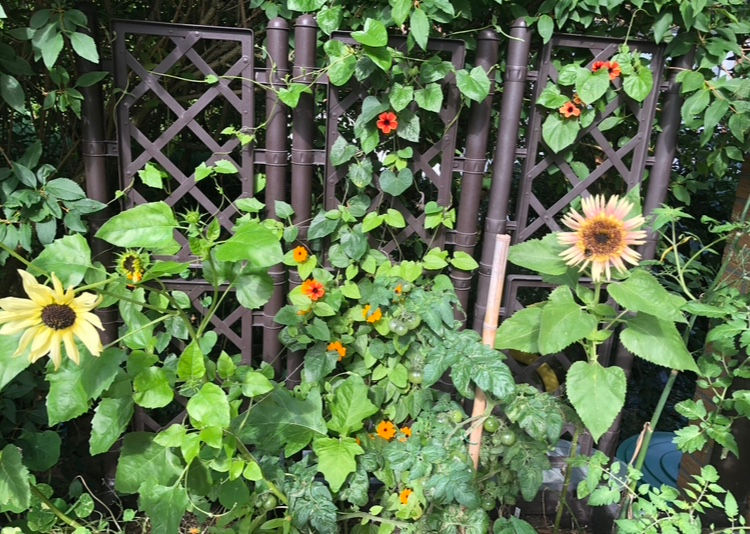 Miniaturbild: Sonnenblume Astra Rose