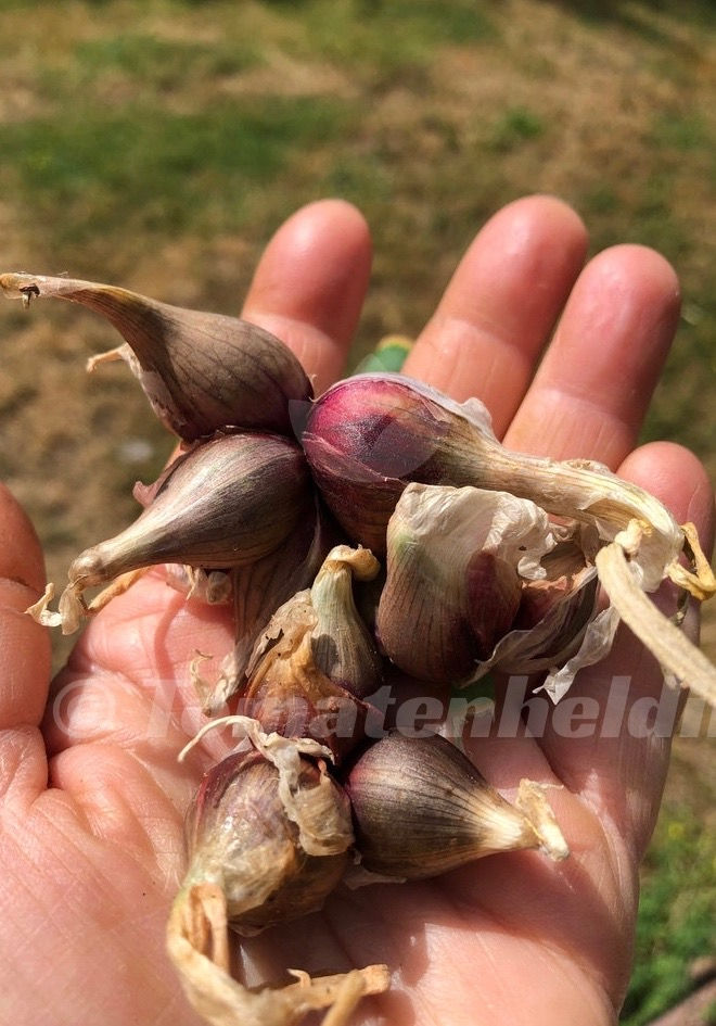 Miniaturbild: Etagenzwiebel, Luftzwiebel, Ägyptische Zwiebel