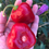 Miniaturbild: Rocoto Peru Rojo