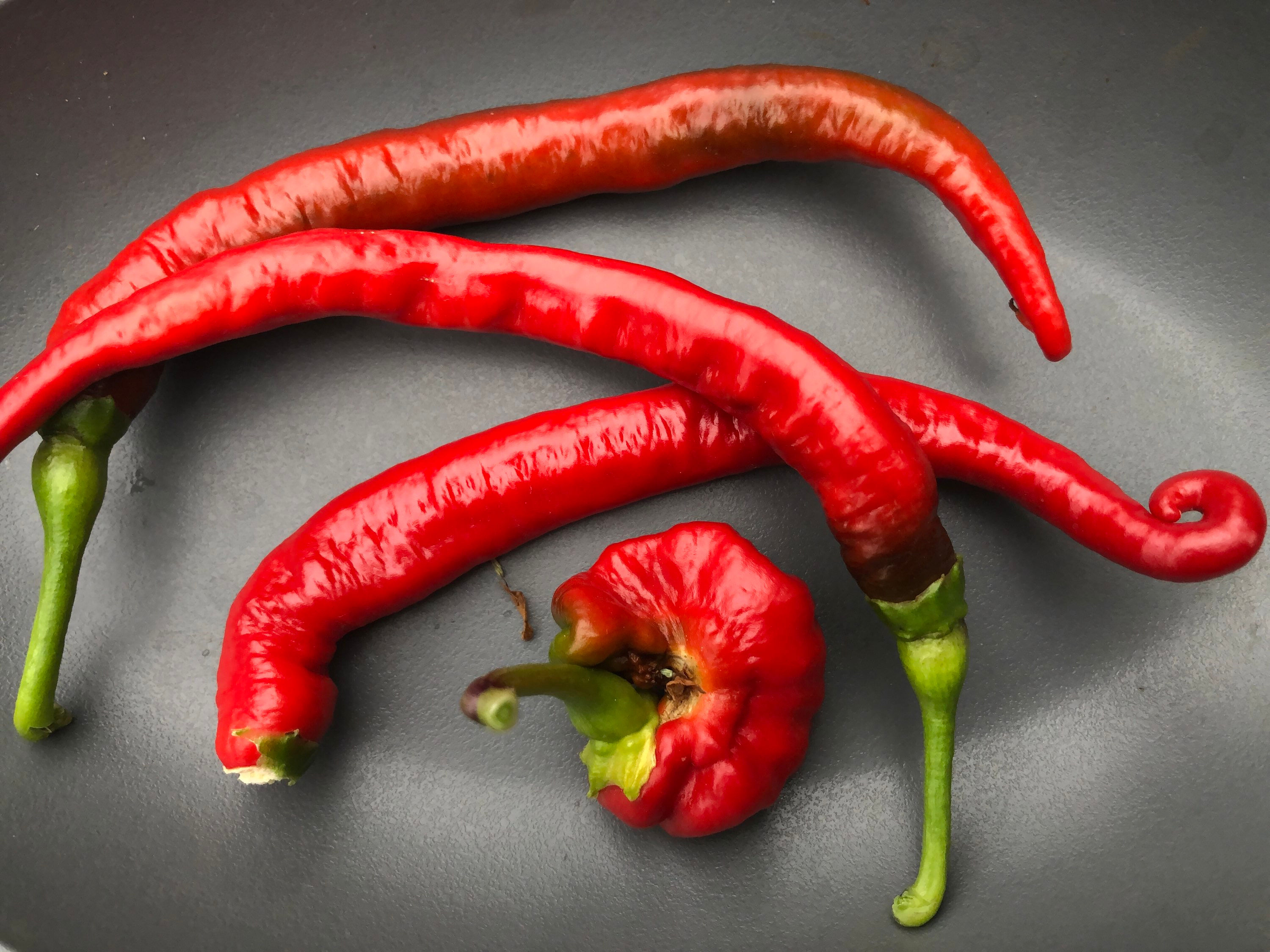 Chili Joe's Long Cayenne  | Samen | Tomatenheldin