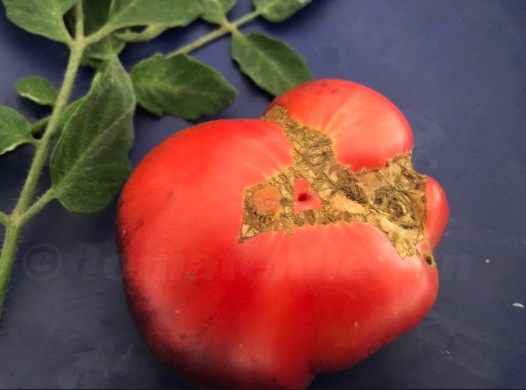 Miniaturbild: Tomate Mar Azul | Samen | Tomatenheldin