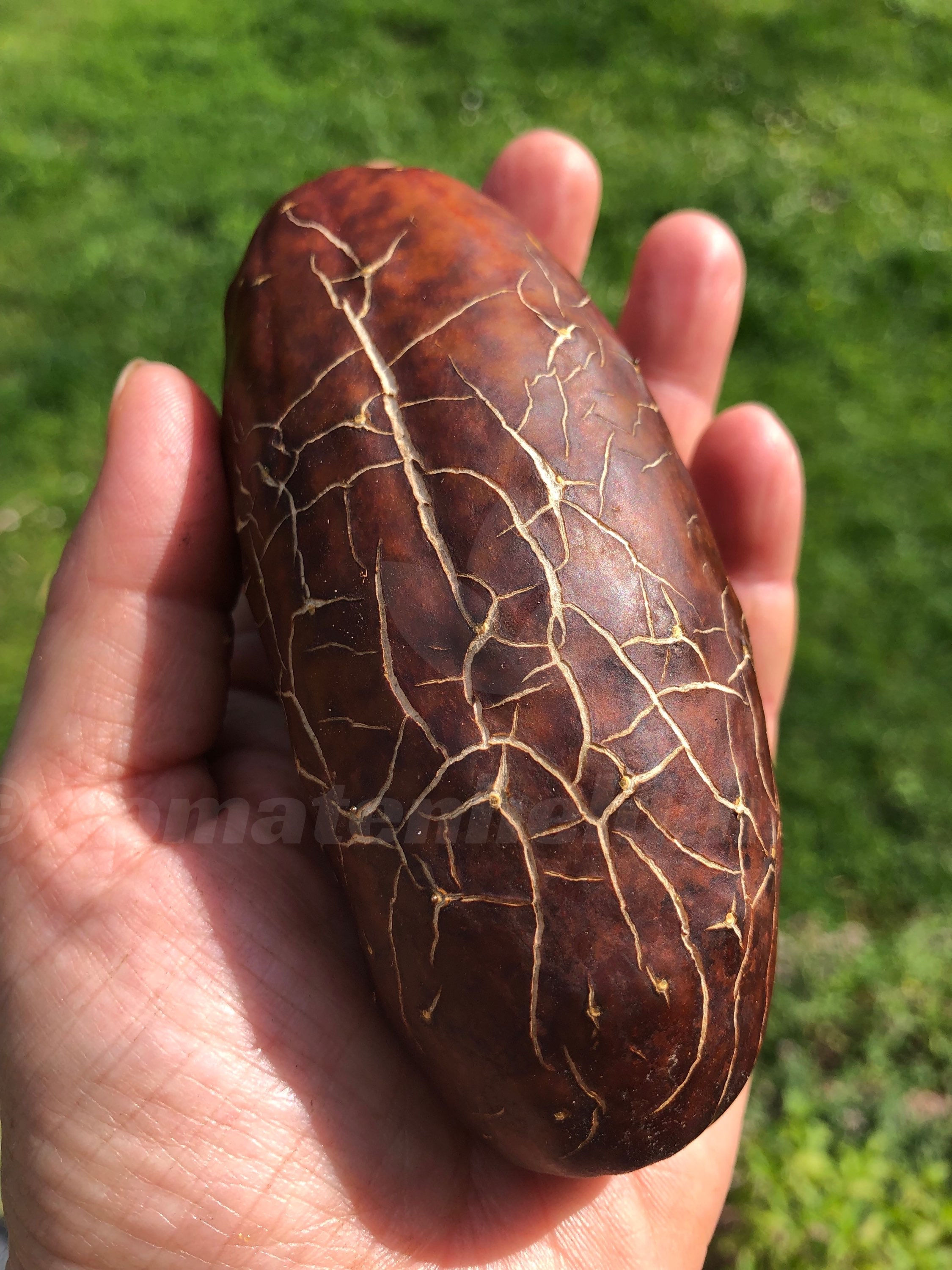 Brown Russian Salatgurke