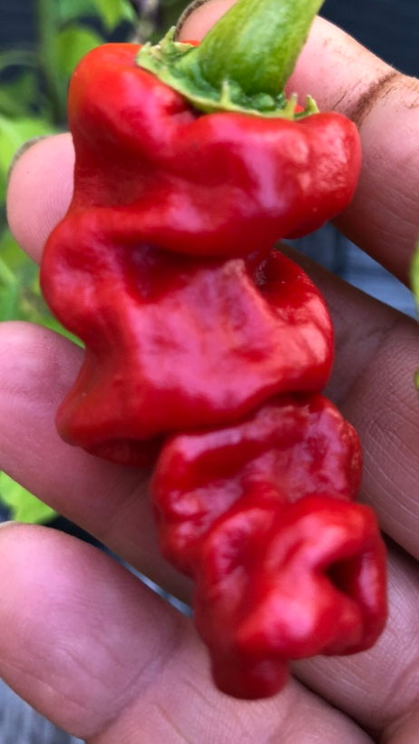 Miniaturbild: Zhou Pi La Jiao (Schrumpelchili) 