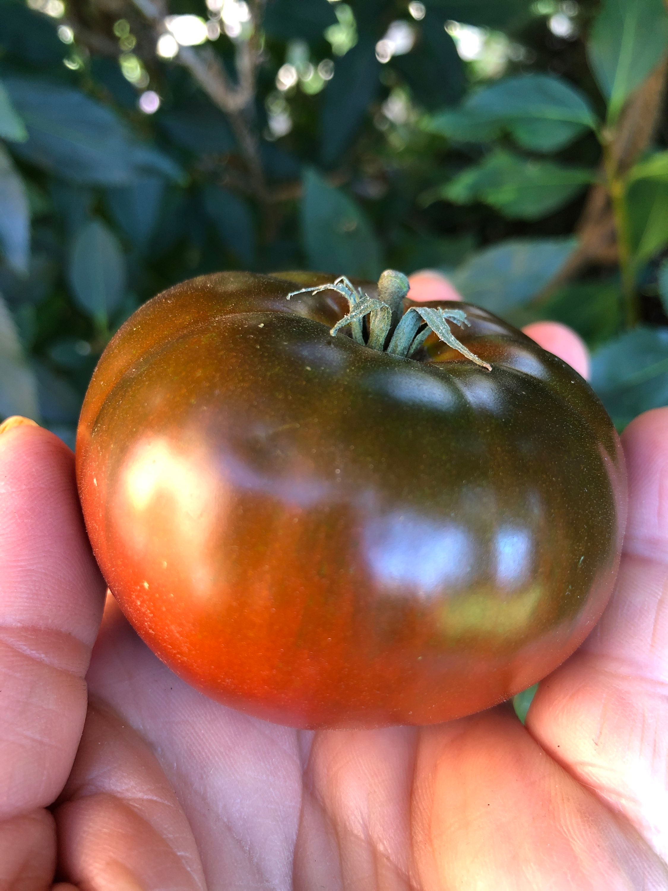 Sputnik, Спутник