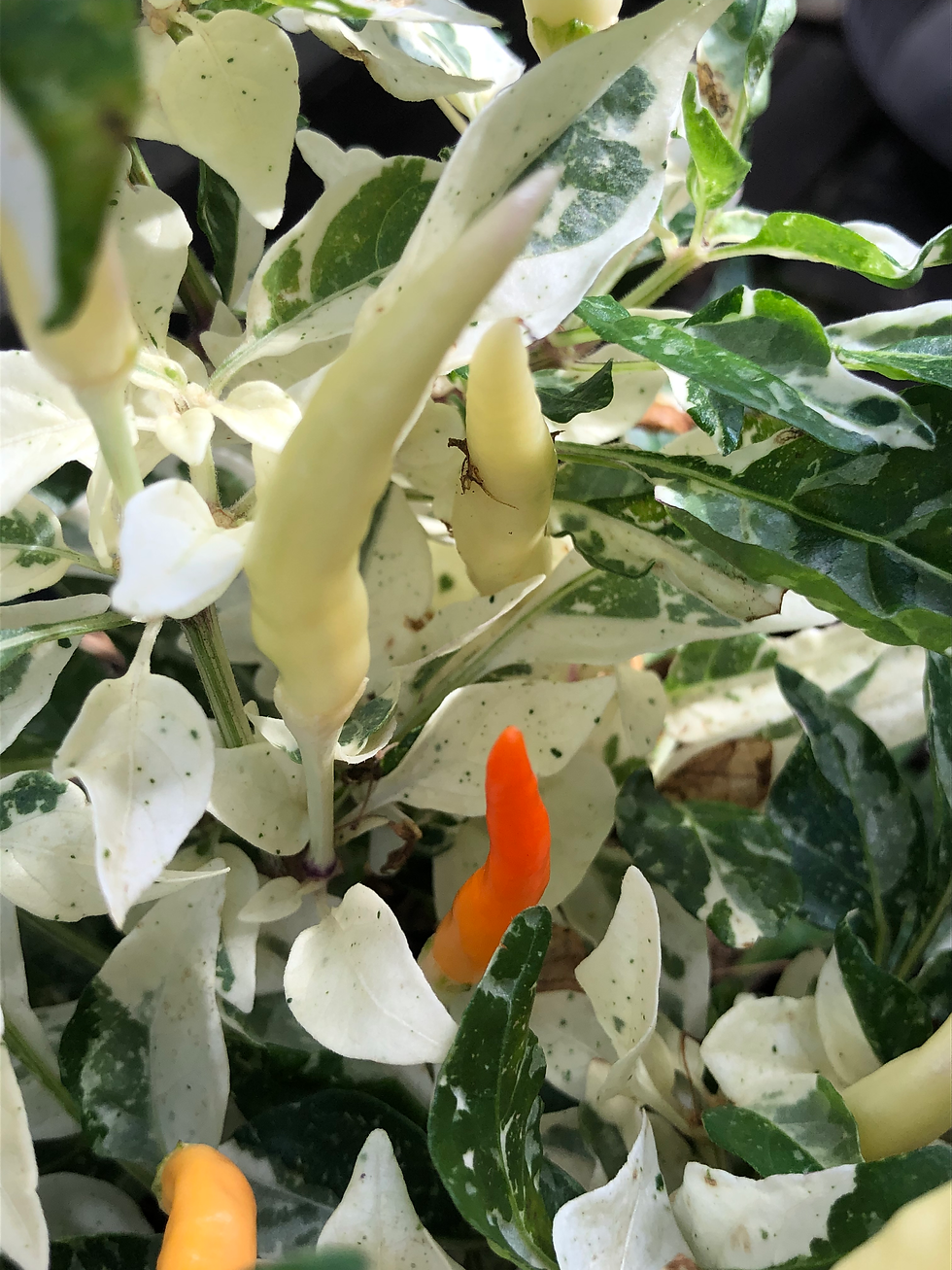 Miniaturbild: Uchu Cream