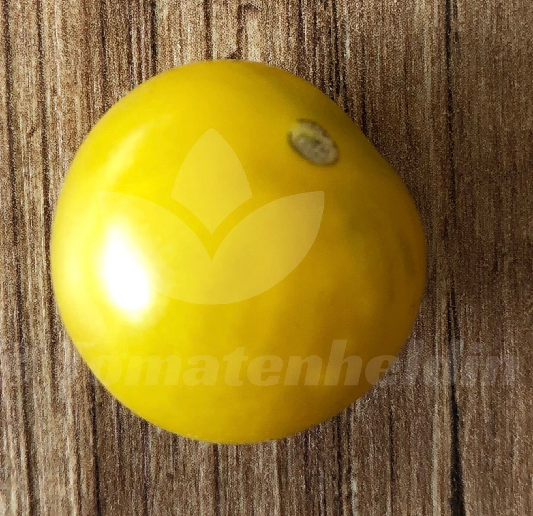 Tomate Sunviva  | Samen | Tomatenheldin