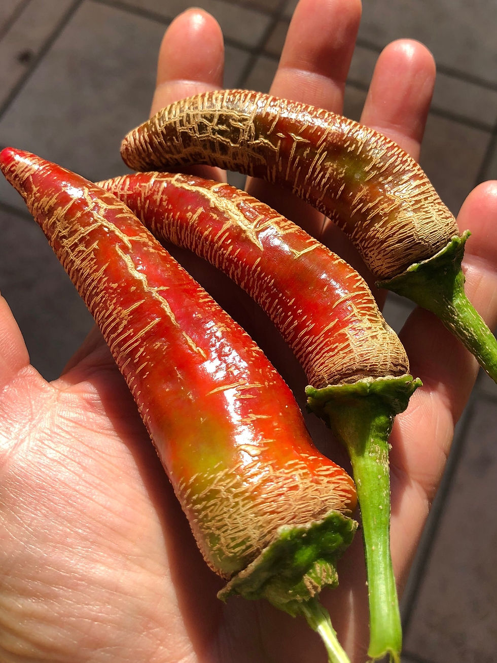 Elefantenchili, Elephant'sTrunk Chili | Samen | Tomatenheldin