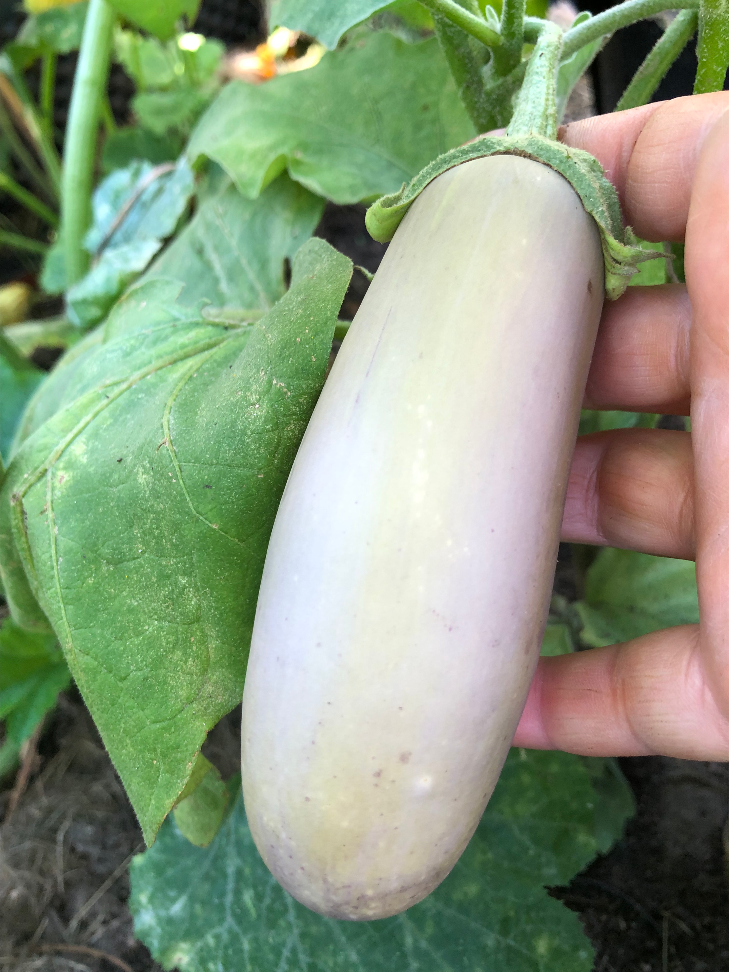 Kashmiri Brinjal (Aubergine)