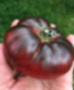 Tomate Lila Sari | Samen | Tomatenheldin