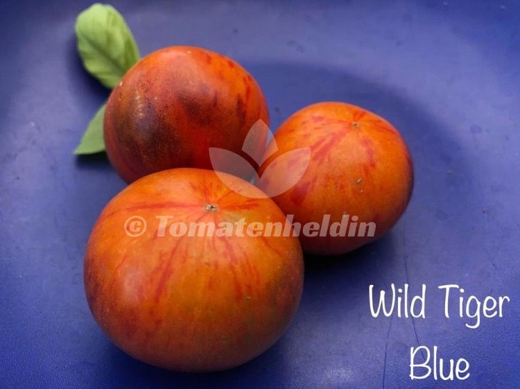 Tomate Wild Tiger Blue | Samen | Tomatenheldin