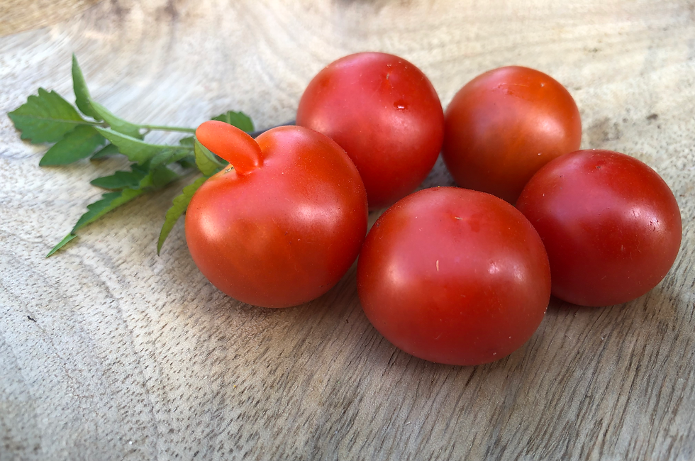 AMC, Austrian Mountain Cherry