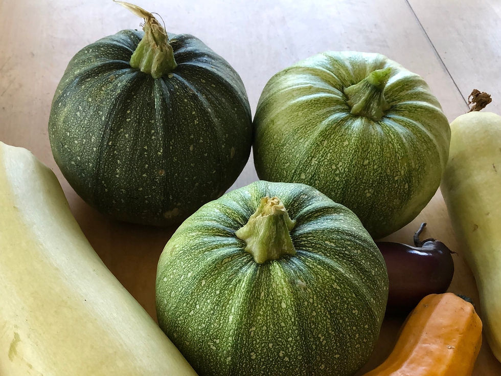 Miniaturbild: Tondo Chiaro di Piacenza Zucchini