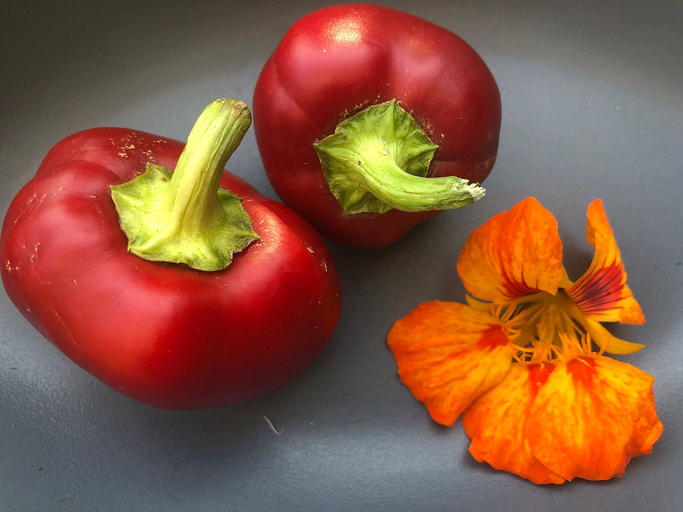 Paprika Mustafa | Samen | Tomatenheldin