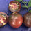 Miniaturbild: Tomate Negro Azteca | Samen | Tomatenheldin