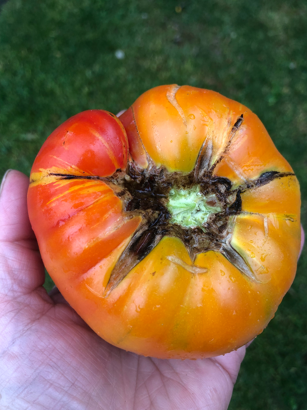 Miniaturbild: Carmella’s Yellow Stripes