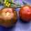Miniaturbild: Tomate Kumato | Samen | Tomatenheldin