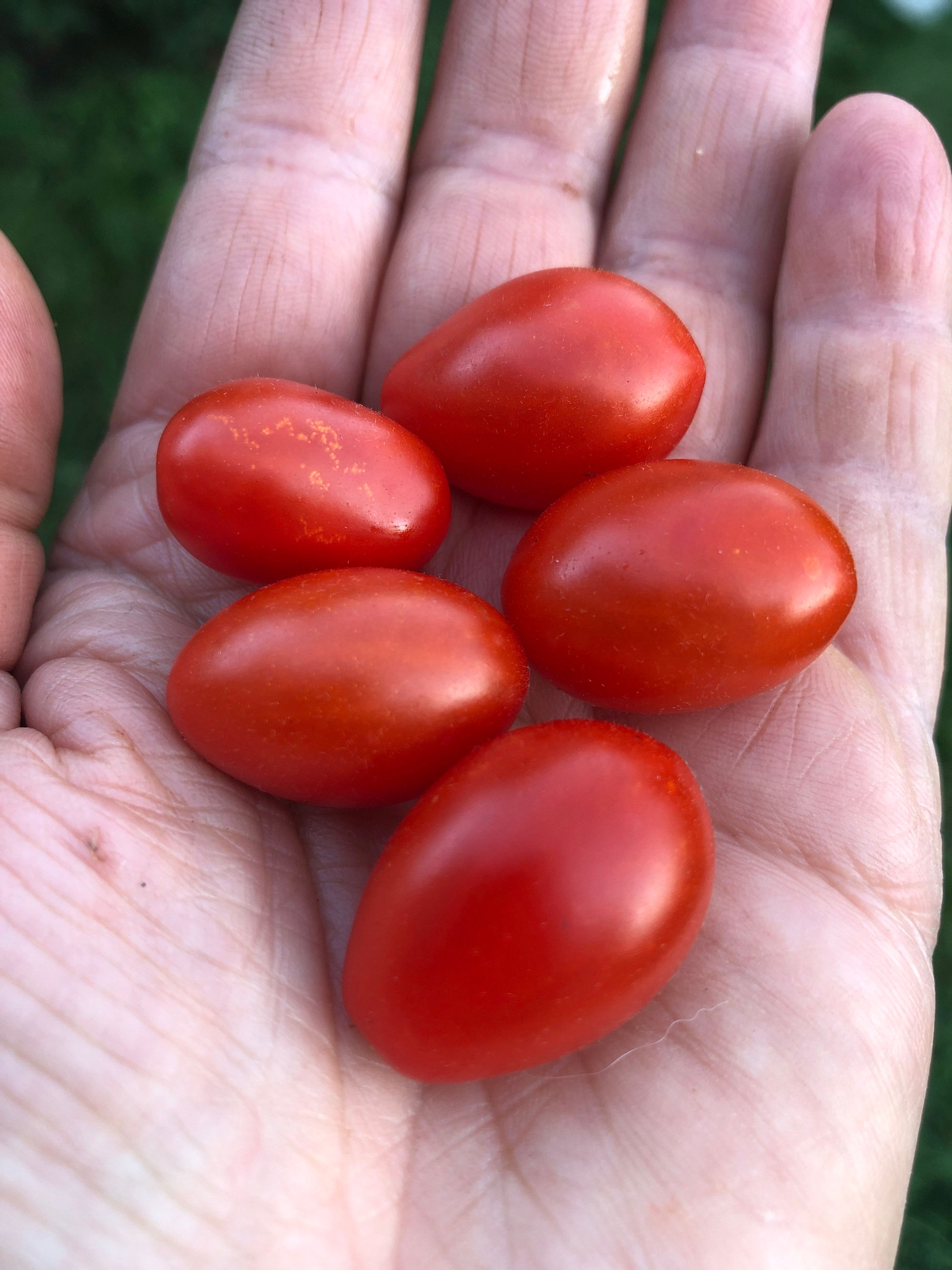 Lois‘ Baby Red Panda