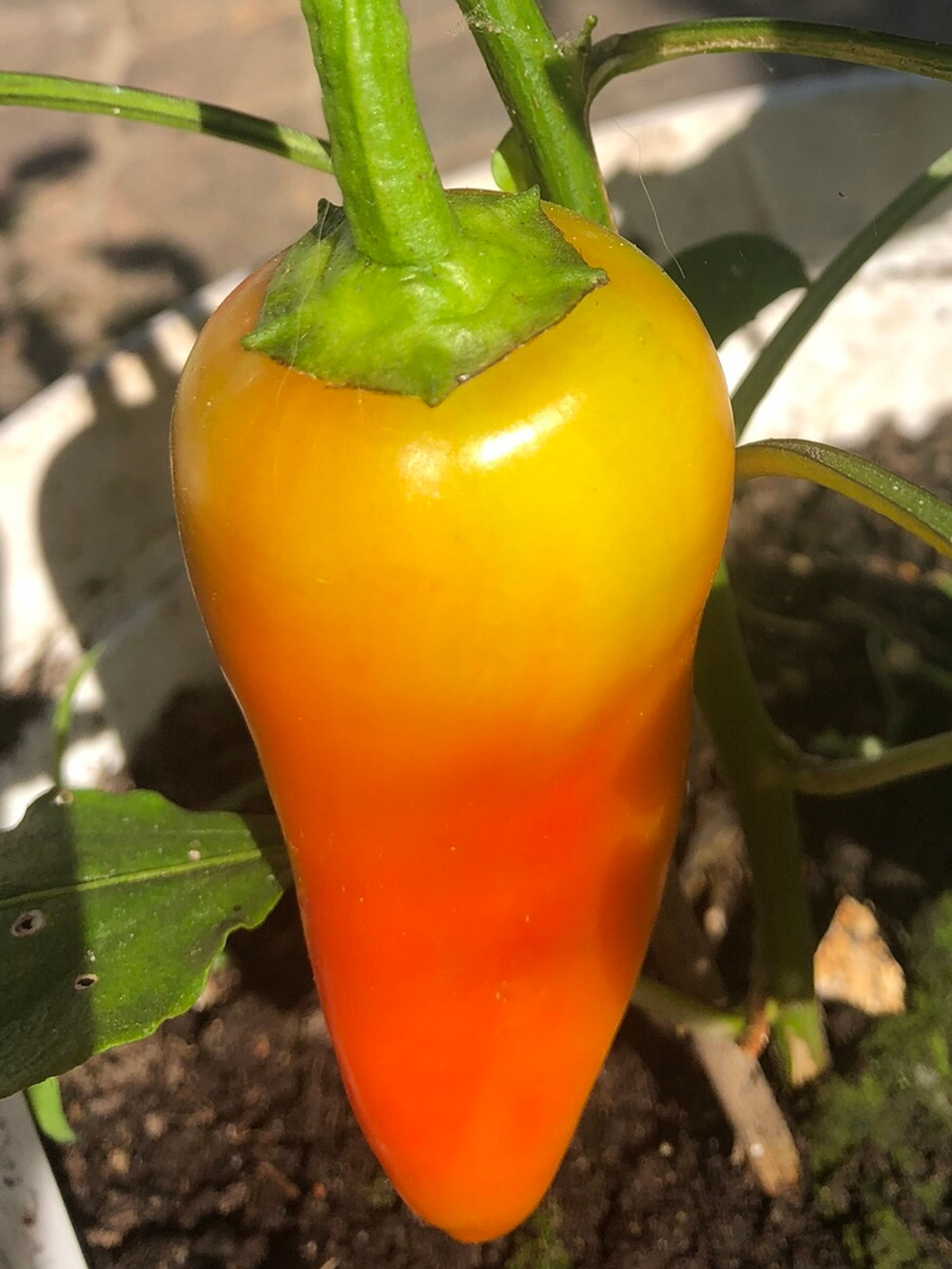 Paprika Sweet Banana | Samen | Tomatenheldin