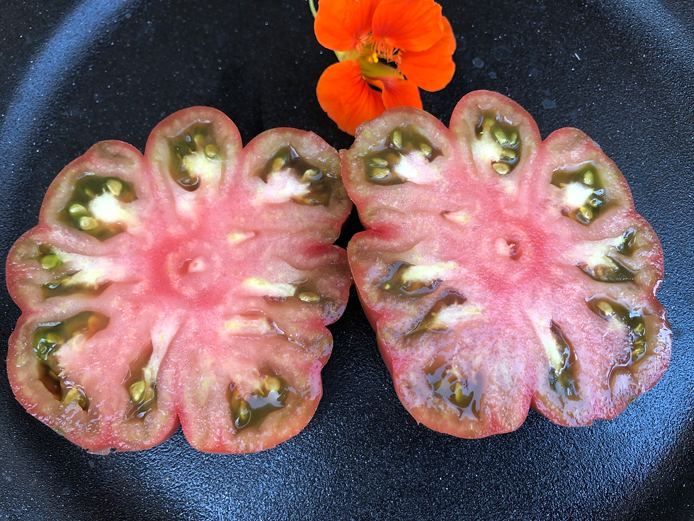 Miniaturbild: Tschernij Prinz, Black Prince