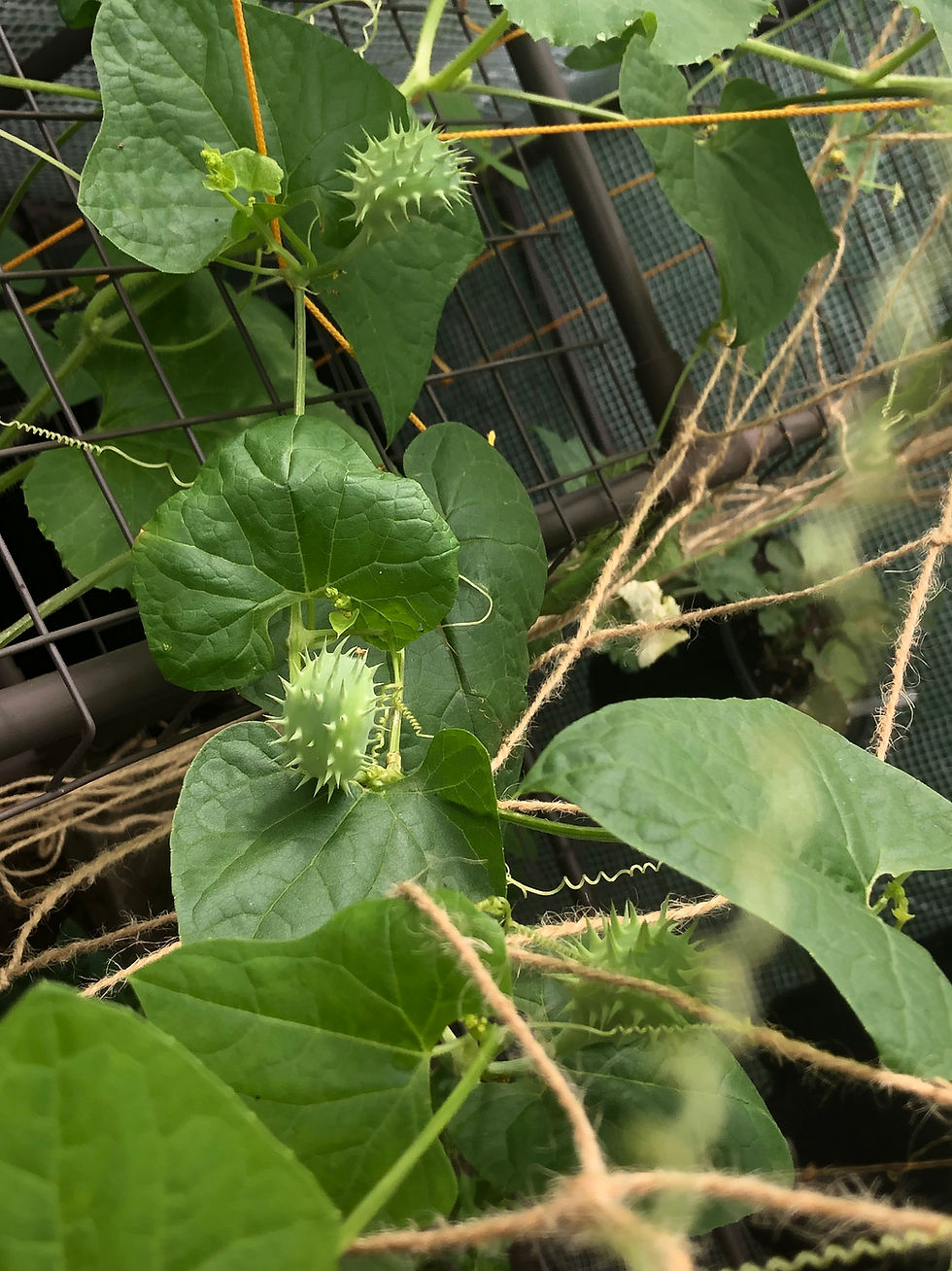 Miniaturbild: Explodiergurke, Cuchivito