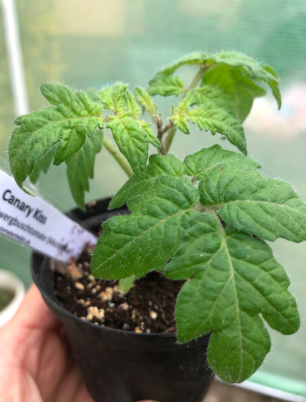 Miniaturbild: Canary Kiss