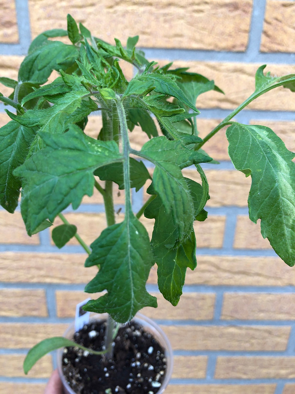 Miniaturbild: Elena's Emerald Caramel, Изумрудная карамель Елены