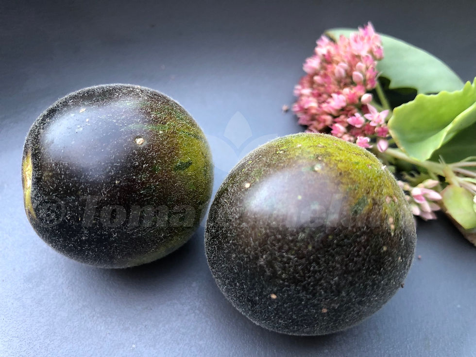 Tomate Extravagante Rouffiange | Samen | Tomatenheldin