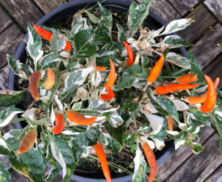 Miniaturbild: Uchu Cream