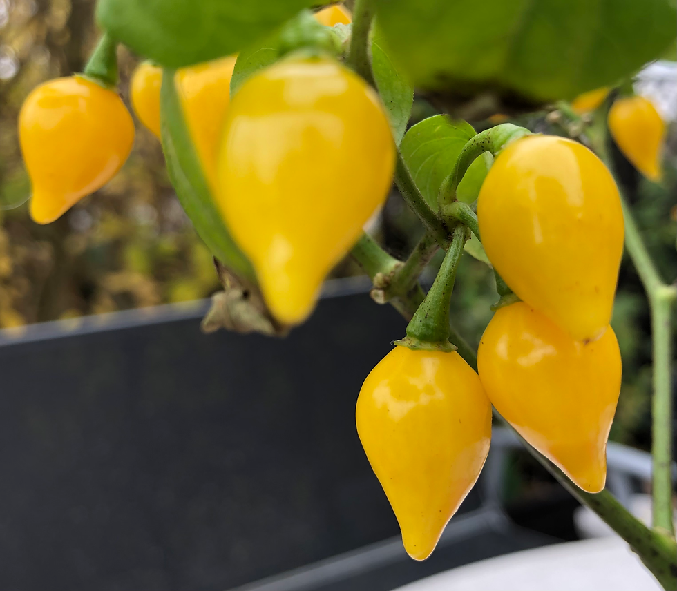 Miniaturbild: Biquinho Yellow, Biquinho Amarelo, Gelber Gänseschnabel