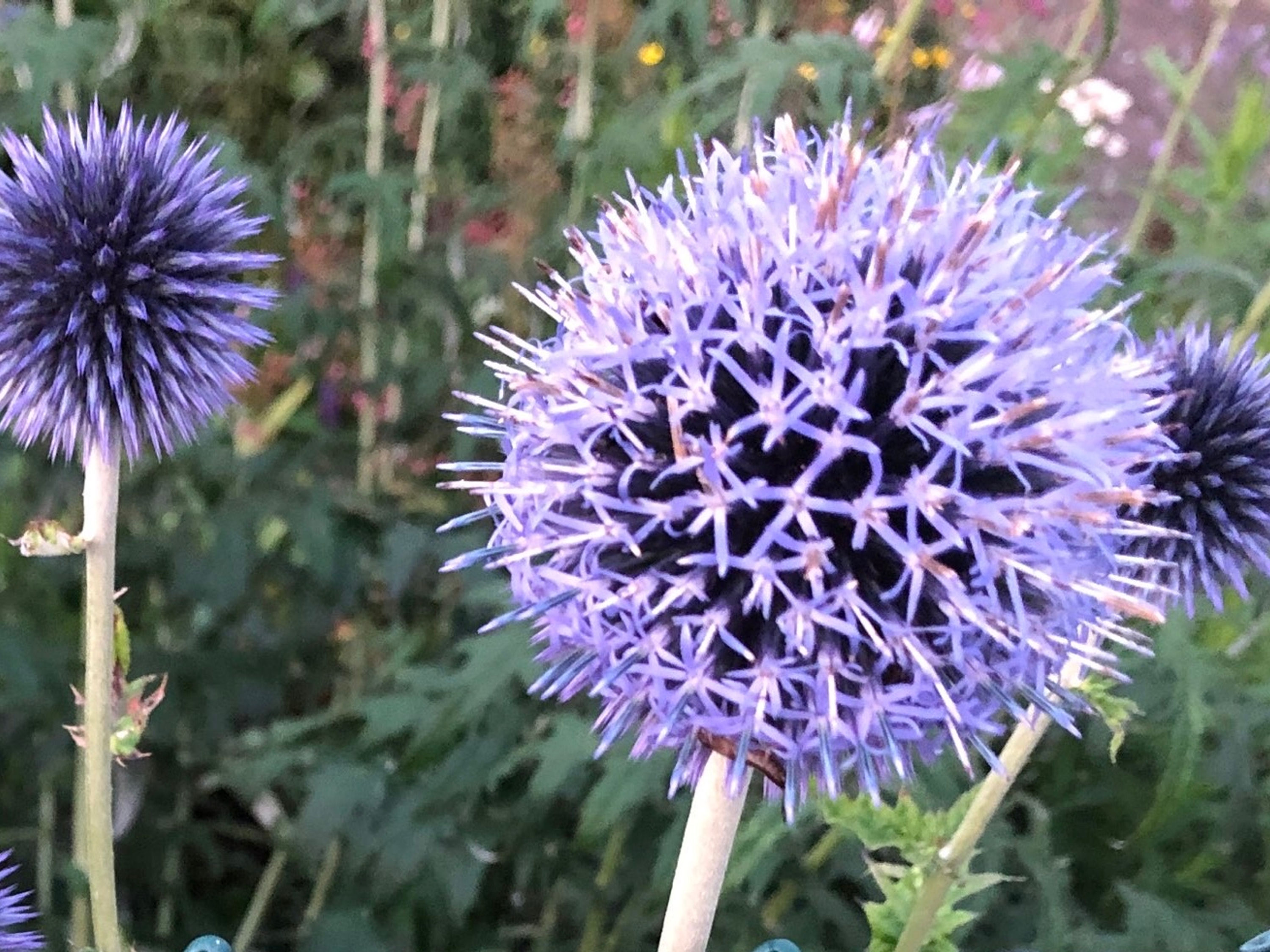 Blaue Kugeldistel | Samen | Tomatenheldin