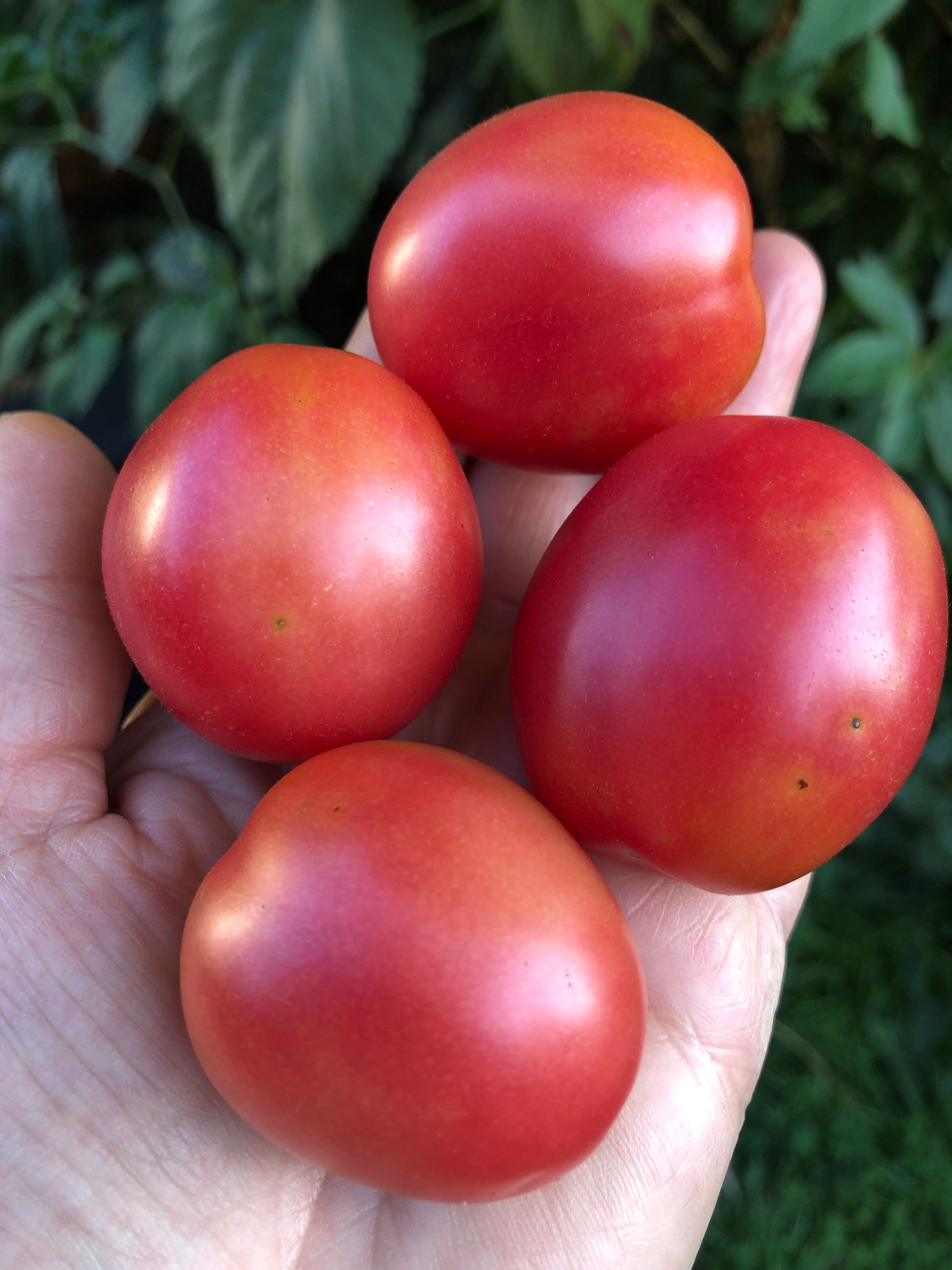 Rosa dell‘Agro Ericino