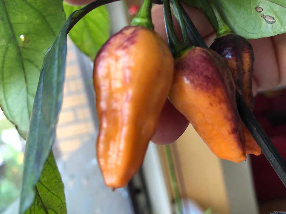 Miniaturbild: Thanos