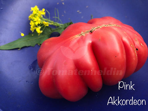 Pink Accordion | Tomatenheldin