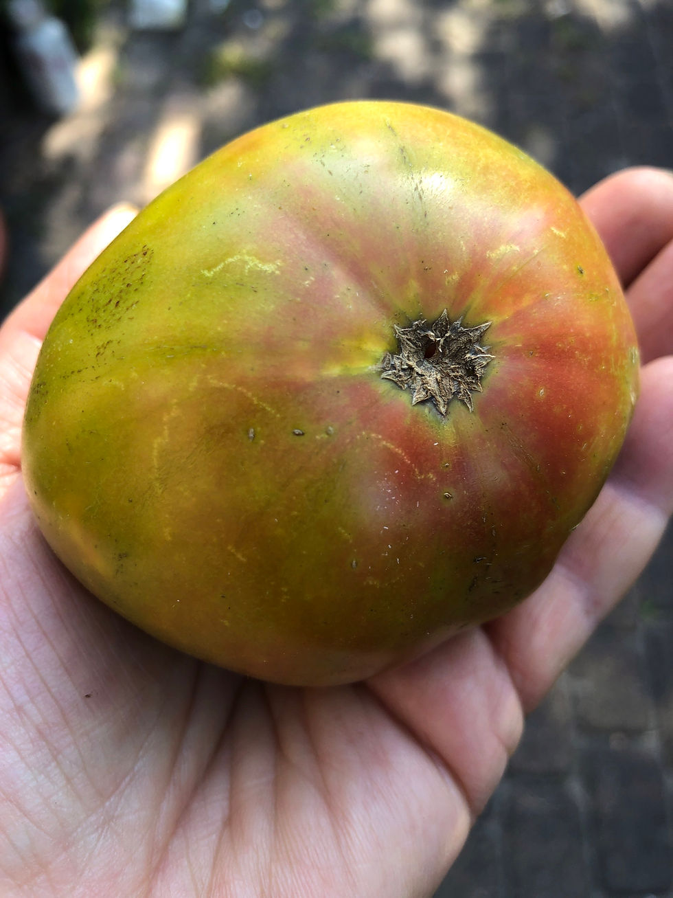 Mossy Oak, Мшистый дуб