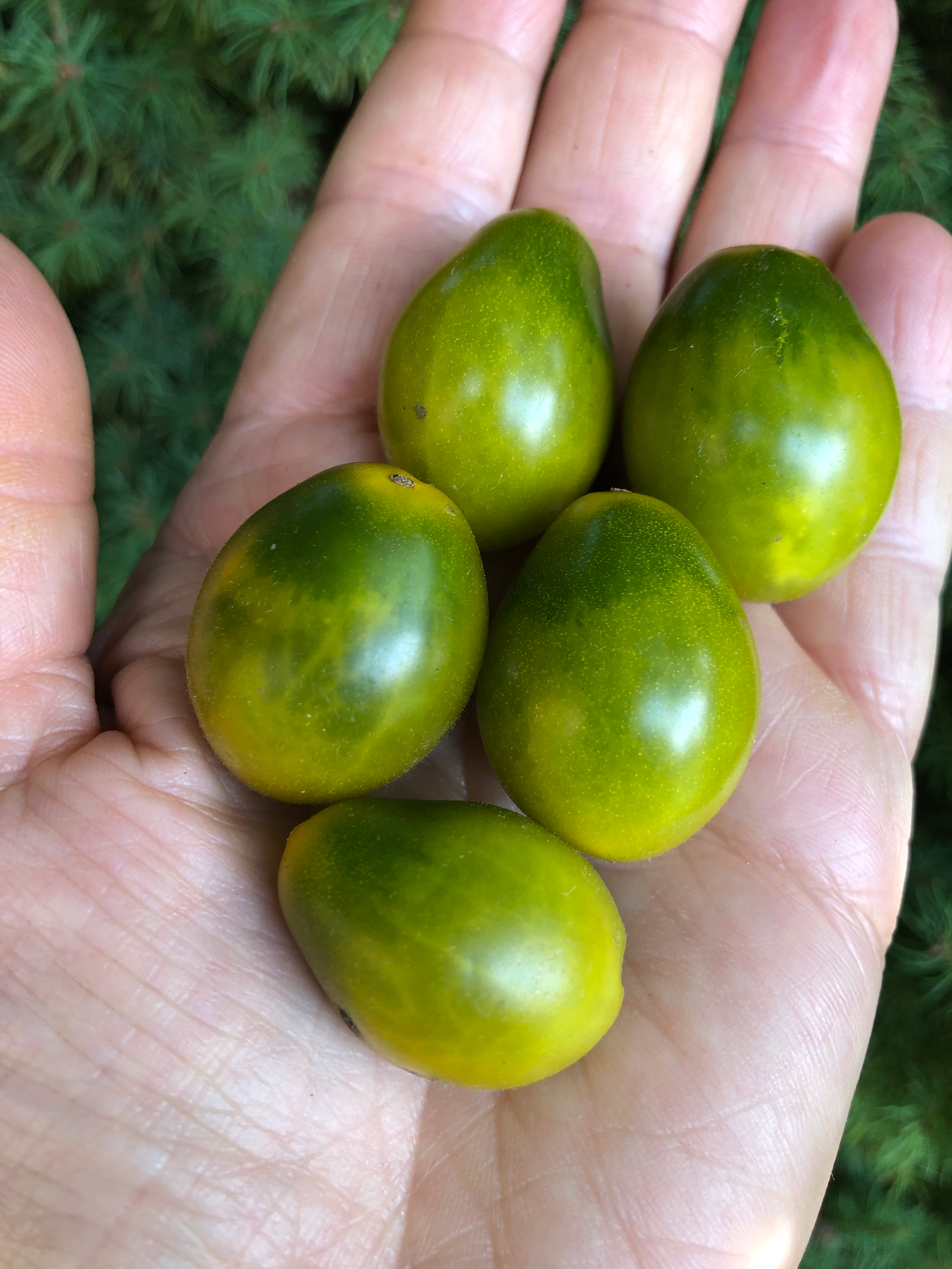 Salvaje de Nicaragua 