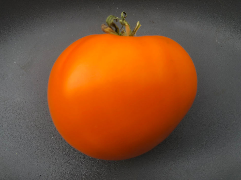 Miniaturbild: Orange Queen