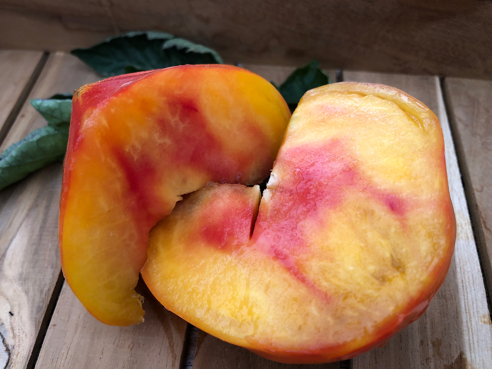 Miniaturbild: Carmella’s Yellow Stripes