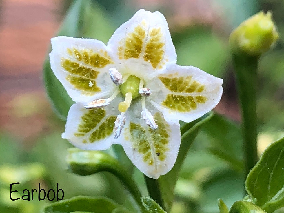 Miniaturbild: Chili Earbob | Samen | Tomatenheldin