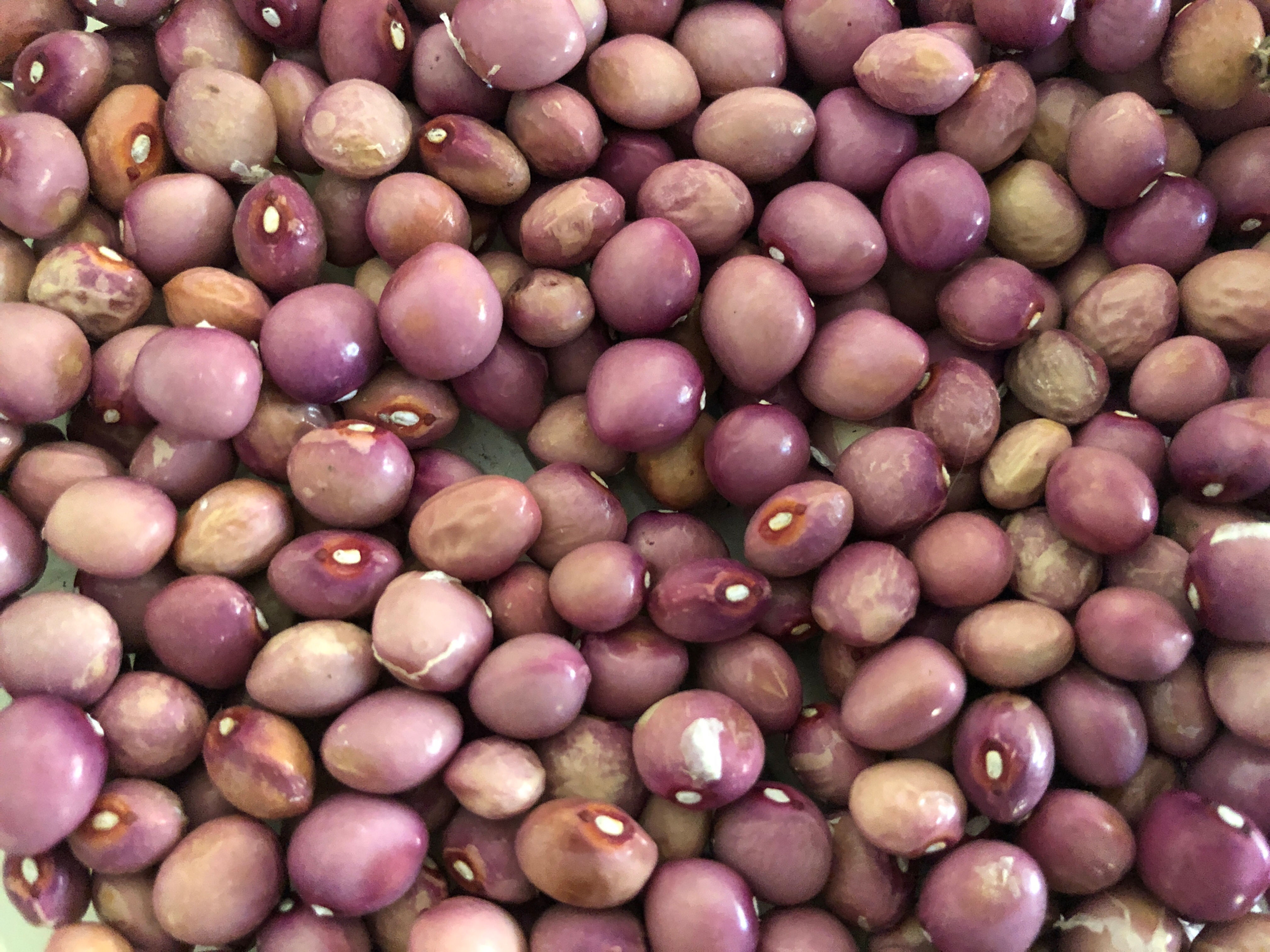 Coco de la Meuse (Stangenbohne)