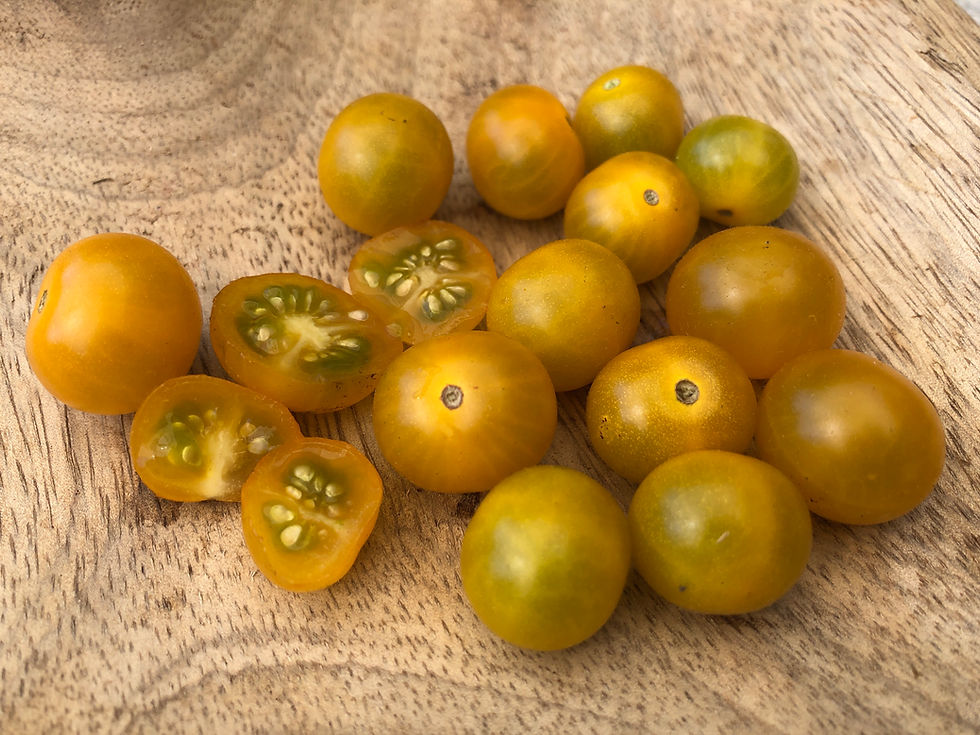 Miniaturbild: gelbe Wildtomate Tim's Taste of Paradise kleine Frucht Tomatenheldin Tomatensamen