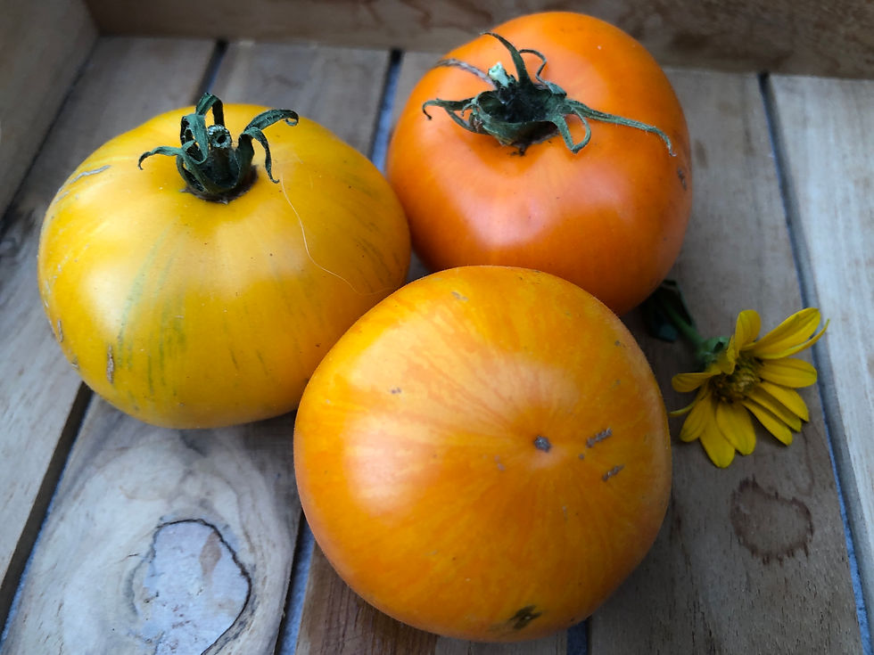 Miniaturbild: AAA Sweet Solano