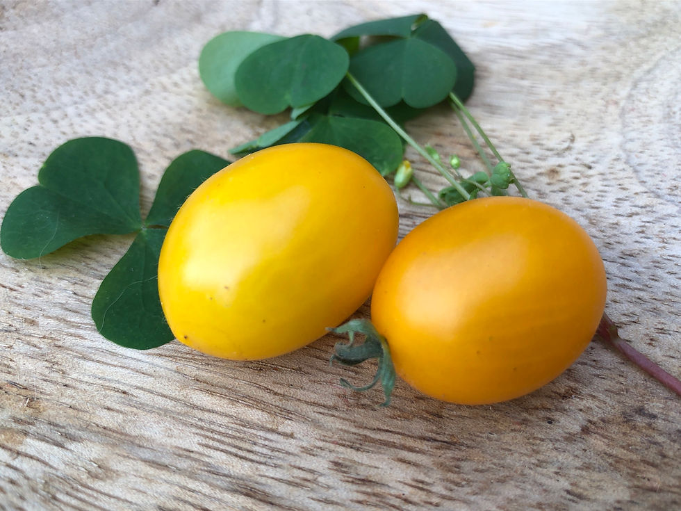 Miniaturbild: Lois‘ Baby Giraffe