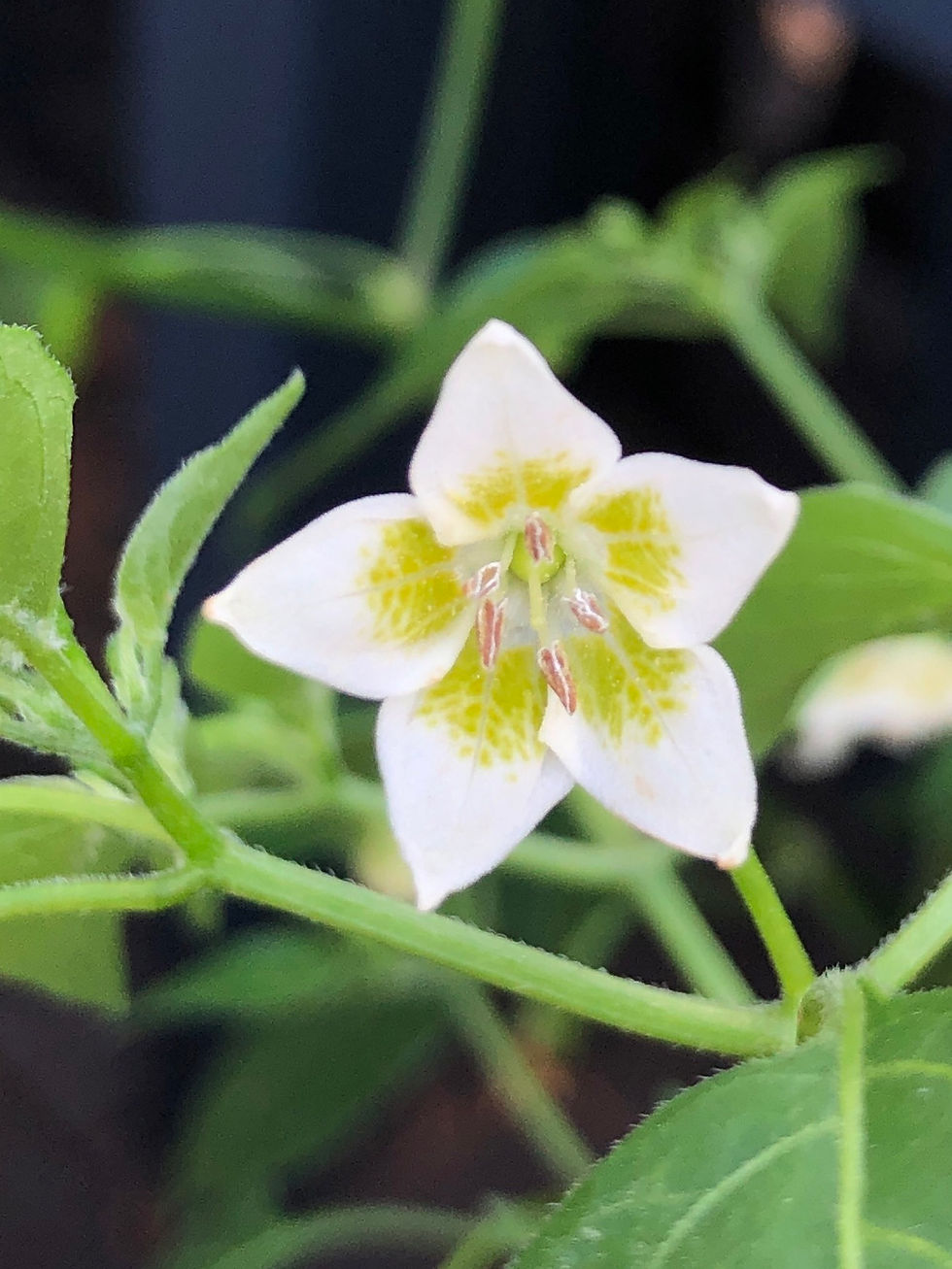 Miniaturbild: Criolla Sella 