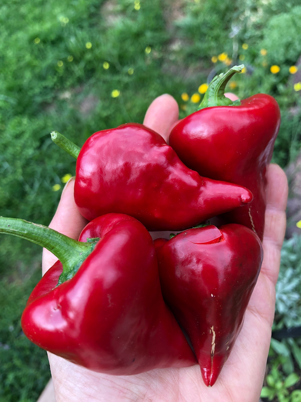 Miniaturbild: Zipfelmütze