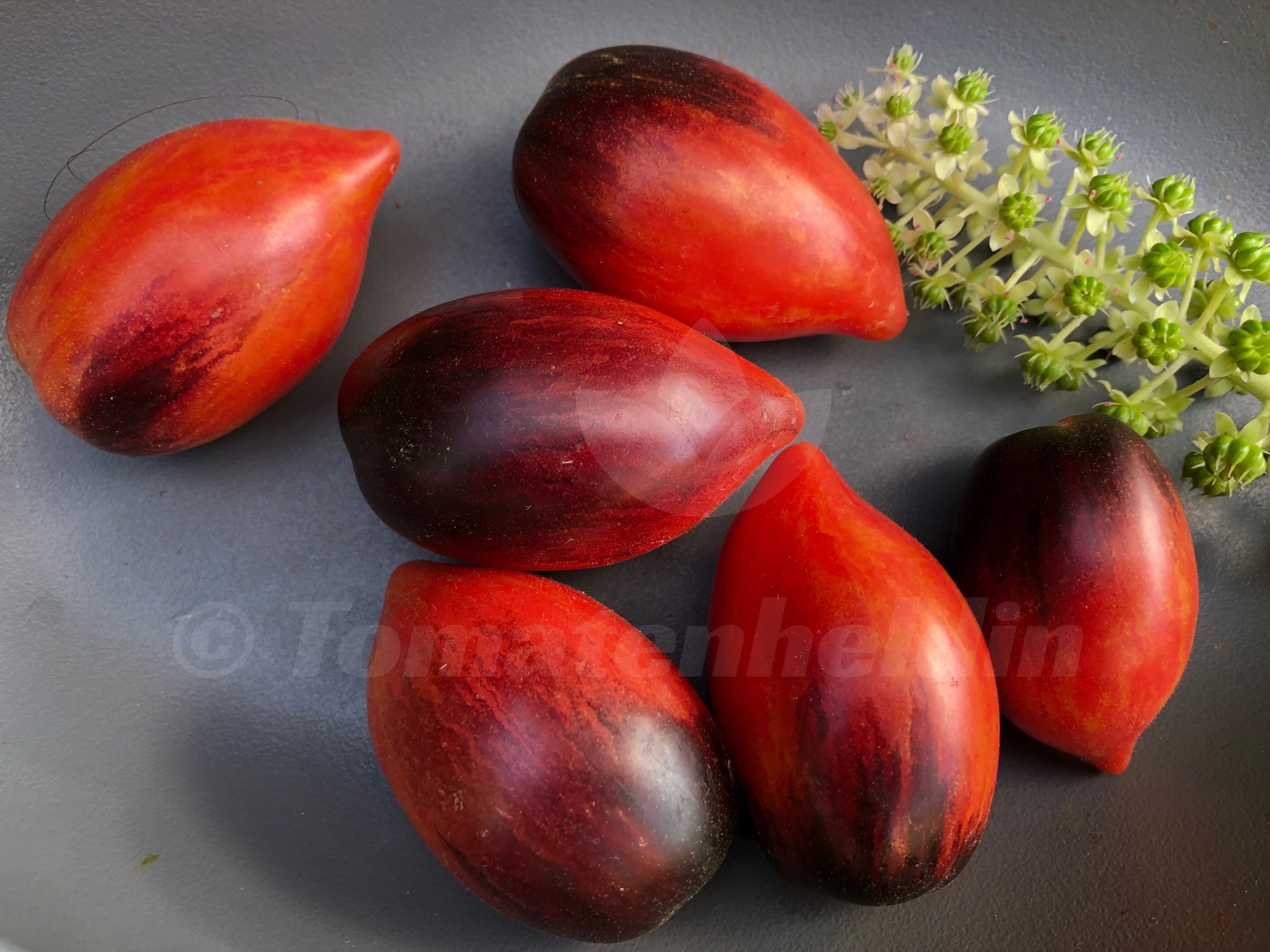 Tomate Antho Pink Panther | Samen | Tomatenheldin