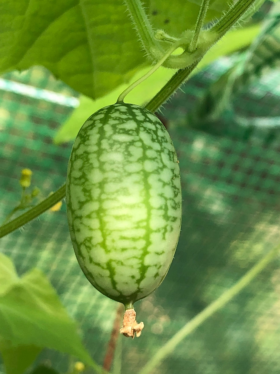 Miniaturbild: Cucamelon, Mexikanische Minigurke